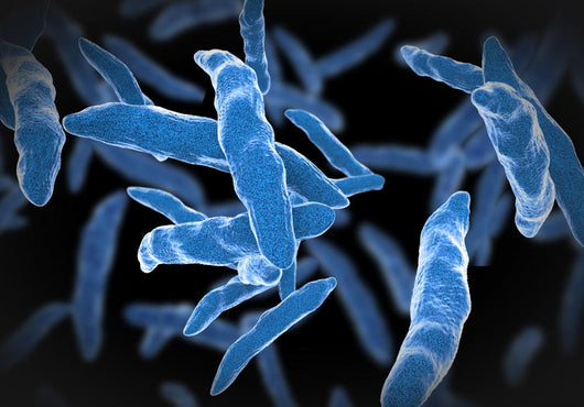 Bacterial infection tuberculosis Wall Mural