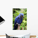 Blue Hyacinth Macaw Wall Mural