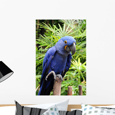 Blue Hyacinth Macaw Wall Mural shown on a wall
