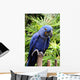 Blue Hyacinth Macaw Wall Mural