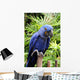 Blue Hyacinth Macaw Wall Mural