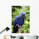 Blue Hyacinth Macaw Wall Mural