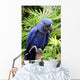 Blue Hyacinth Macaw Wall Mural
