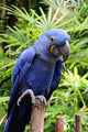 Blue Hyacinth Macaw Wall Mural