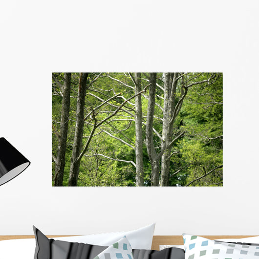 Forest Wall Mural