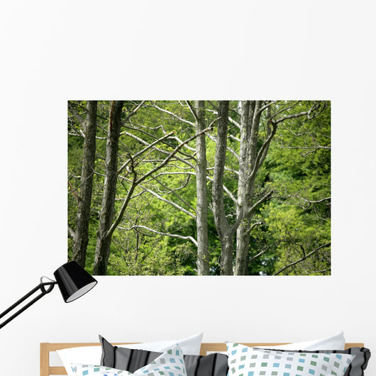 Forest Wall Mural