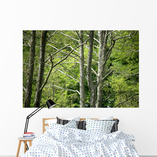 Forest Wall Mural