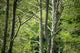 Forest Wall Mural