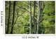 Forest Wall Mural