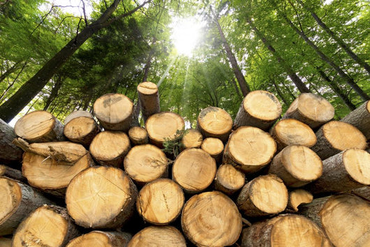 Wooden Logs with Forest Wall Mural