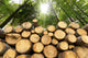 Wooden Logs with Forest Wall Mural