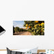 Raw Food Fruit Oranges Ripening Agriculture Farm Orange Grove Wall Mural