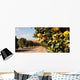 Raw Food Fruit Oranges Ripening Agriculture Farm Orange Grove Wall Mural