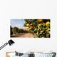 Raw Food Fruit Oranges Ripening Agriculture Farm Orange Grove Wall Mural