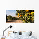 Raw Food Fruit Oranges Ripening Agriculture Farm Orange Grove Wall Mural