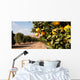 Raw Food Fruit Oranges Ripening Agriculture Farm Orange Grove Wall Mural