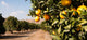 Raw Food Fruit Oranges Ripening Agriculture Farm Orange Grove Wall Mural