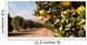 Raw Food Fruit Oranges Ripening Agriculture Farm Orange Grove Wall Mural
