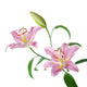 Pink lilly flowers Wall Decal