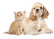 Cocker Spaniel Puppy and