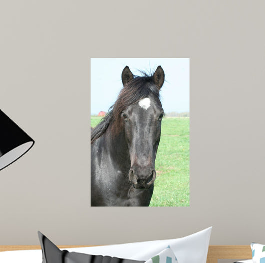 Black Horse