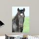 Black Horse