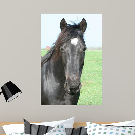 Black Horse