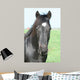 Black Horse