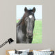 Black Horse