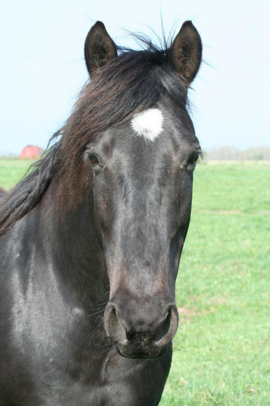Black Horse