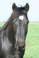 Black Horse