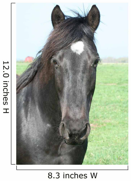Black Horse