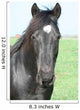 Black Horse