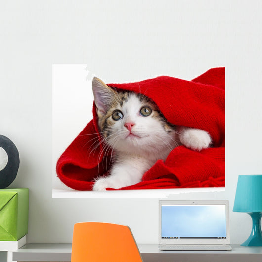Cute Kitten Playing with