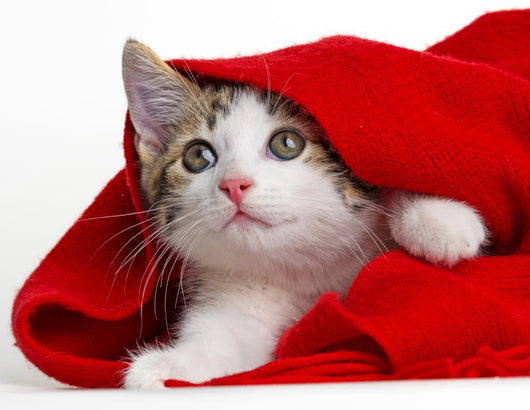 Cute Kitten Playing with