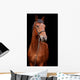 Big brown horse Wall Mural