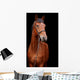 Big brown horse Wall Mural