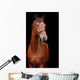 Big brown horse Wall Mural
