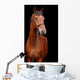 Big brown horse Wall Mural