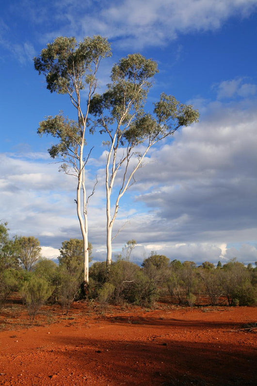 outback australia Wall Mural