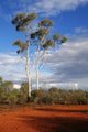outback australia Wall Mural