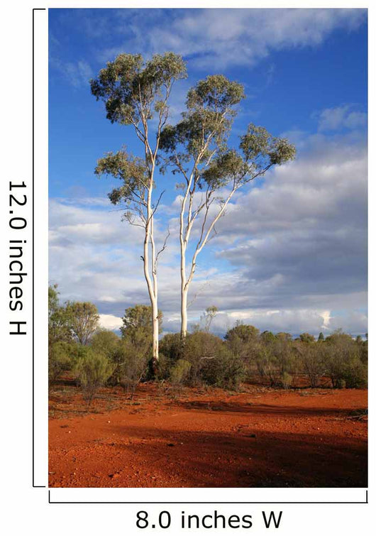 outback australia Wall Mural