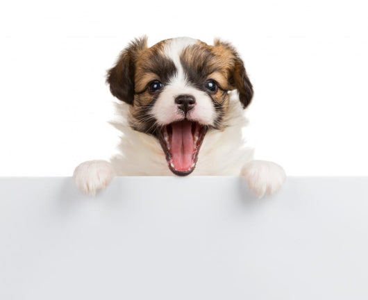 Puppy Papillon with open mouth Wall Decal