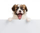 Puppy Papillon with open mouth Wall Decal