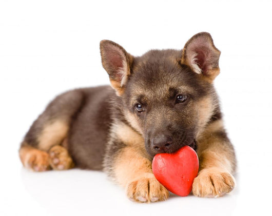 german shepherd love Wall Decal