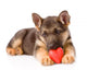 german shepherd love Wall Decal