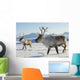 Reindeers Northern Norway Wall Mural