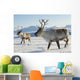 Reindeers Northern Norway Wall Mural