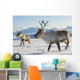 Reindeers Northern Norway Wall Mural