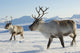 Reindeers Northern Norway Wall Mural